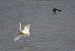 Peregrine Egret attack