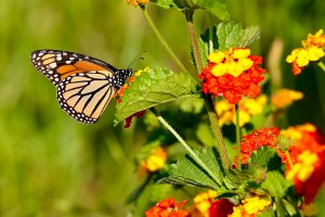 Monarch Butterfly.jpg