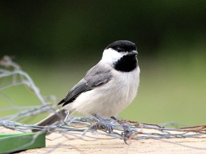 Carolina Chickadee