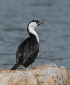 Black-faced Cormorant (1 of 1).jpg