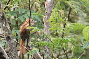 Striated Softtail