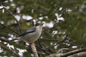 Hooded Tanager