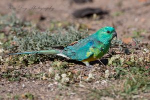 Red-rumped Parrot 2 (1 of 1).jpg