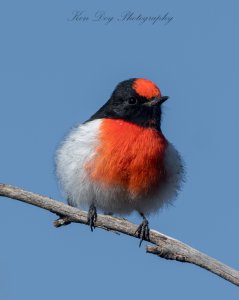 Red-capped Robin (1 of 1).jpg