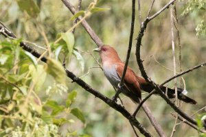 Squirrel Cuckoo