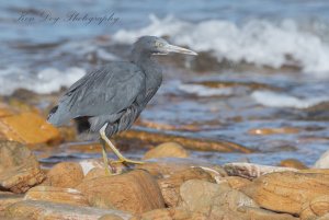 Pacific Reef Heron(1 of 1).jpg