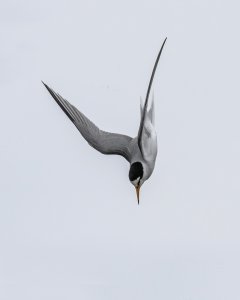 Tern Little Tern Sternula Albifrons  RSPB Titchwell Marsh