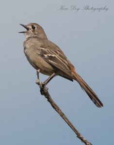 Southern Scrub Robin. jpg