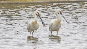 Spoonbill Platalea Leucorodia