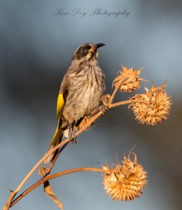 New Holland Honeyeater ( Juv ) (1 of 1).jpg