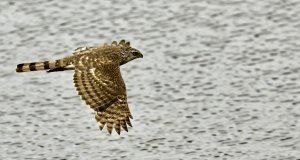Cooper's Hawk (juvenile).jpg