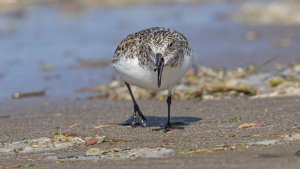 Sanderling calidris alba  RSPB Titchwell Marsh