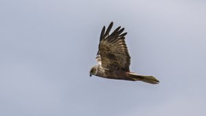 Juvenile Harrier Marsh Harrier  Circus Aeruginosus  RSPB Titchwell Marsh