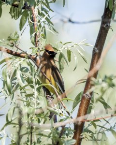 Cedar Waxwing near the ponds