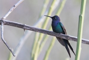Swallow-tailed Hummingbird