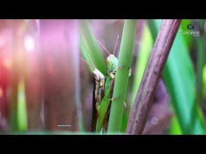 Grasshopper Mating
