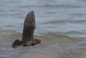 Sooty Oystercatcher (1 of 1).jpg