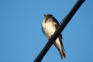 Grey-breasted Martin