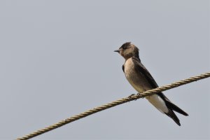 Southern Rough-winged Swallow