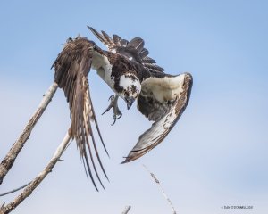 Angry, angry osprey