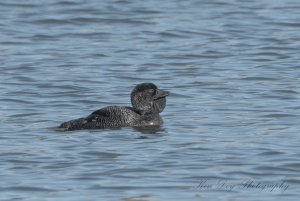 Musk Duck ( M )