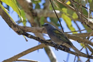 Golden-chevroned Tanager