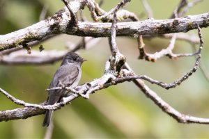 Southern Tropical Pewee