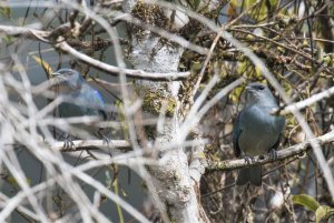 Azure-shouldered Tanager