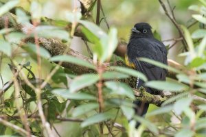 Green-backed Trogon