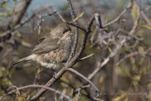 Southern Whiteface (Juv )