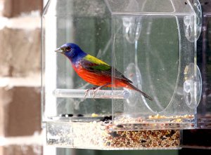 Painted Bunting