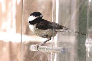 Carolina Chickadee