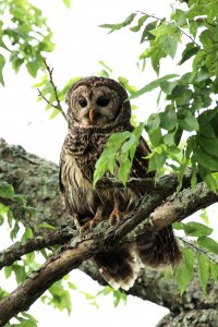 Barred Owl