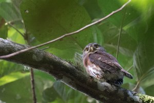 Least Pygmy-Owl