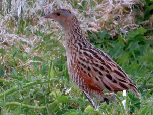 Corncrake