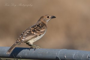 Spotted Bowerbird (1 of 1).jpg