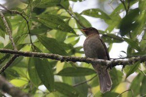 Rufous-brown Solitaire