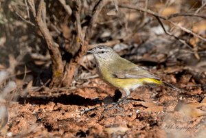 Yellow-rumped Thornbill