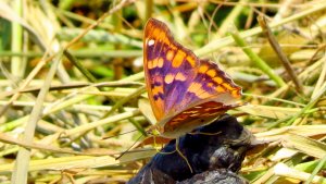 Freyer's Purple Emperor