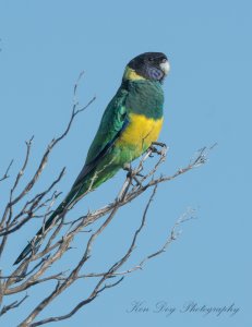 Port Lincoln Parrot