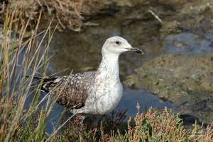 Juvenile Yellow-legged Gull