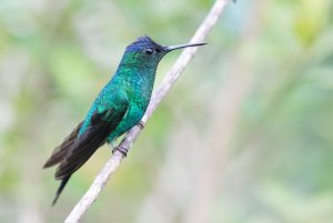 Violet-capped Woodnymph