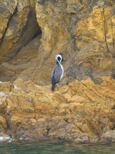 Mainland Spotted Shag