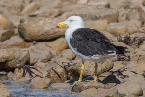 Pacific Gull