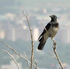 Hooded Crow