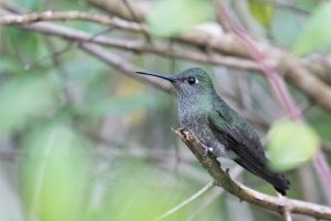 Violet-capped Woodnymph