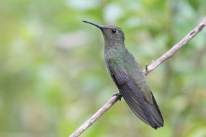 Sombre Hummingbird