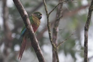 Maroon-bellied Parakeet