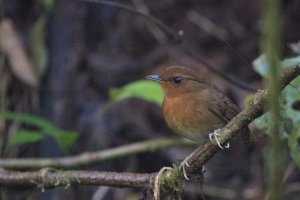 Rufous Gnateater