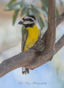 Eastern Shrike-tit